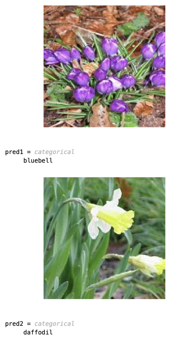 flower images |  image classification project